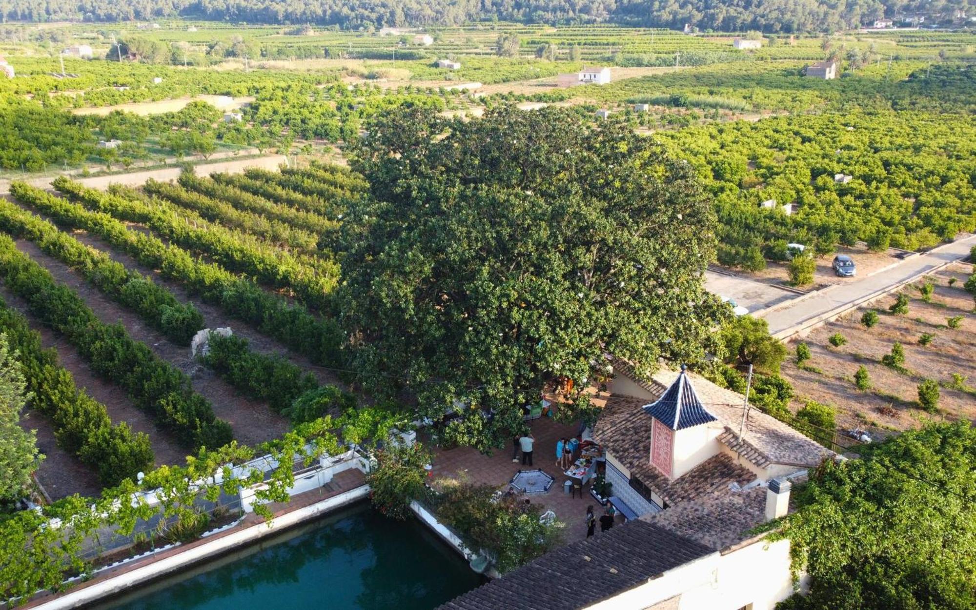 Casa Magnolia, A Rural Paradise House With Pool Villa Alzira Exterior photo